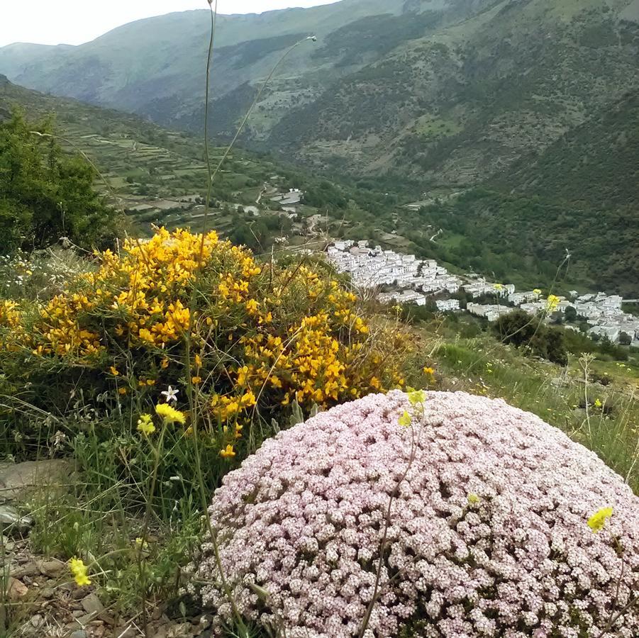 Bed and Breakfast Refugio Alpujarra Alta Тревелес Экстерьер фото